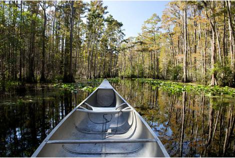 Canoeing the Okefenokee Swamp