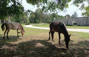 Feral Horses of Cumberland Island