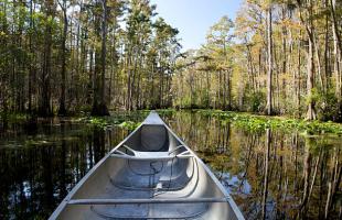 Canoeing the Okefenokee Swamp